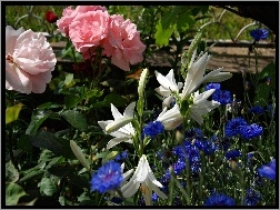 Bławatki, Róże, Ogródek, Lilie